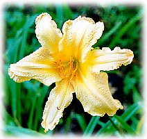 Ruffled daylily