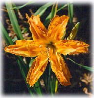 Polyploid daylily