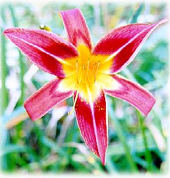 Red daylily