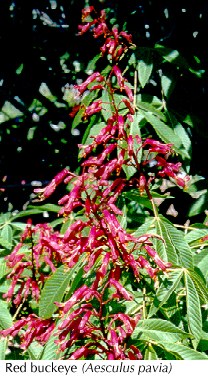 Red buckeye