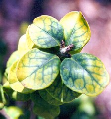 Chlorosis