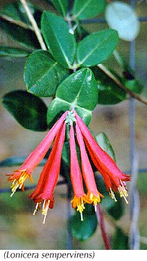 Coral honeysuckle