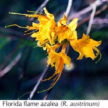 Florida flame azalea