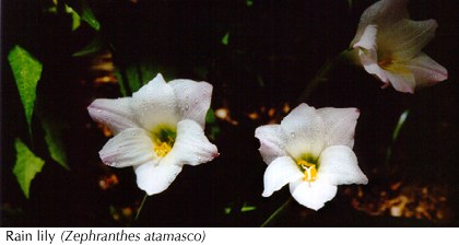 Rain lilies